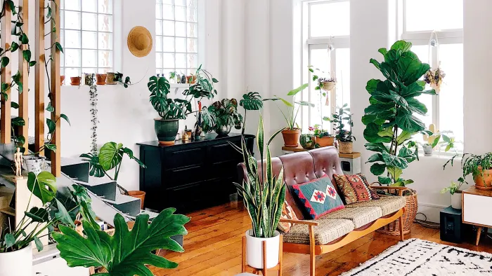 Living space with living green plants
