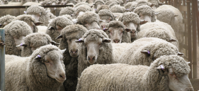 Crowd of sheep